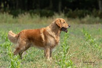Gentle 6,5 jaar oud